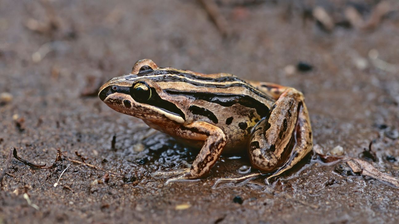 Striped Marsh Frog
